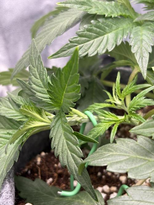 Bubble kush auto @ rql. Week 4