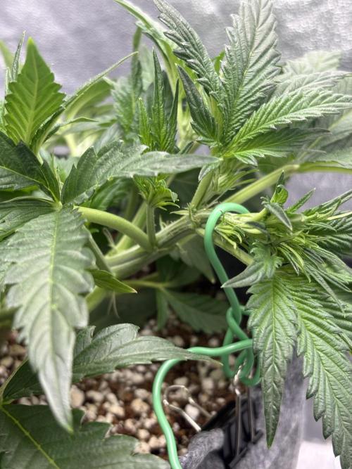 Bubble kush auto @ rql. Week 4
