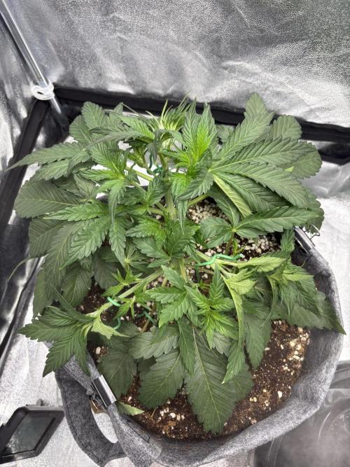 Bubble kush auto @ rql. Week 4