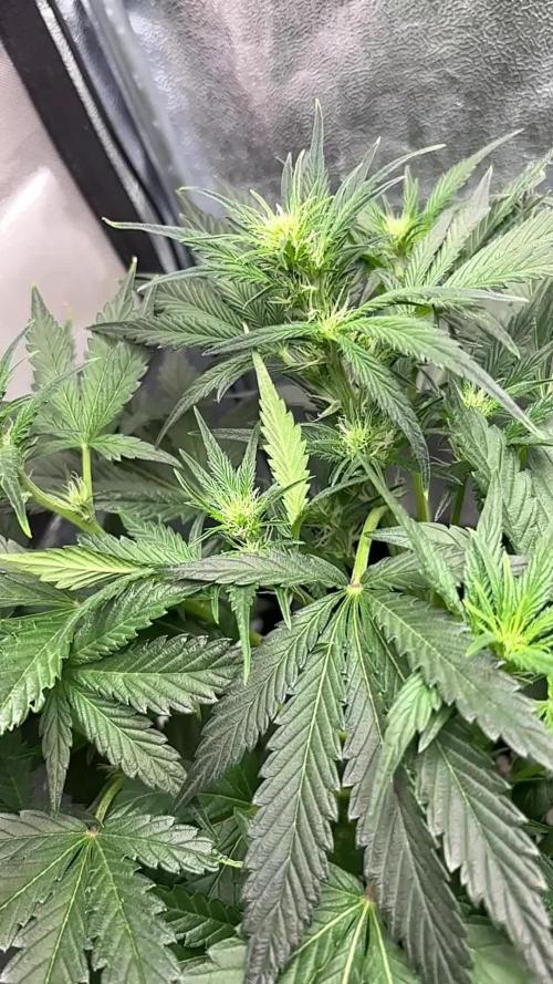 Bubble kush auto @ rql