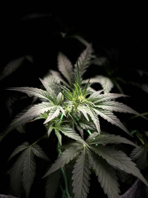 Bubble kush auto @ rql. Week 5
