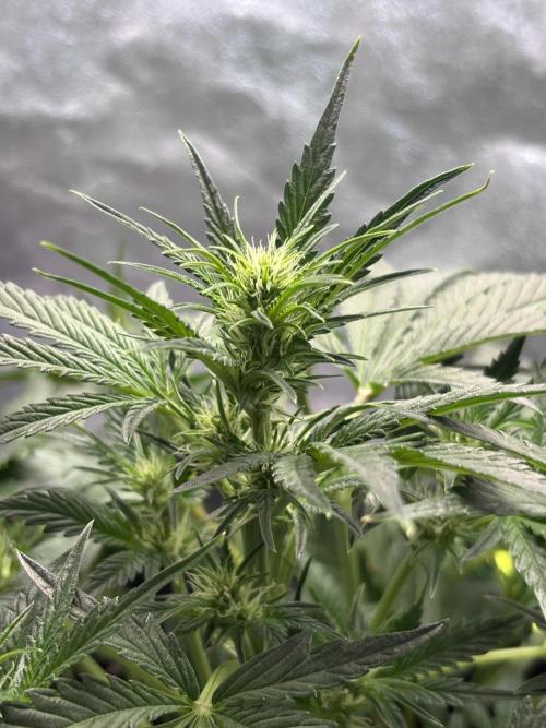 Bubble kush auto @ rql. Week 5