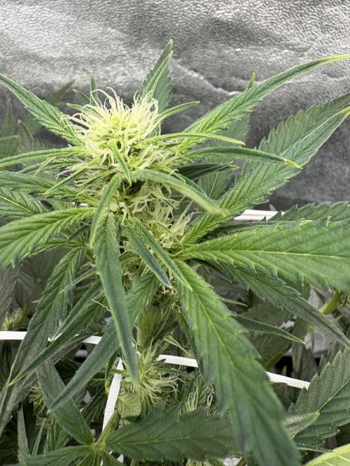 Bubble kush auto @ rql. Week 5 - week 5 flowering
