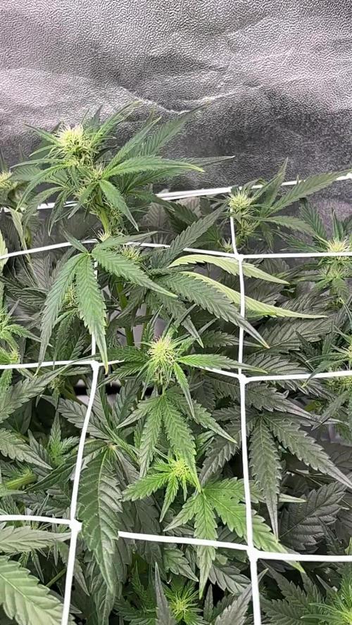 Bubble kush auto @ rql