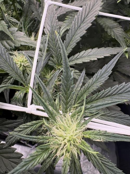 Bubble kush auto @ rql. Week 6