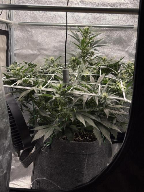 Bubble kush auto @ rql. Week 6