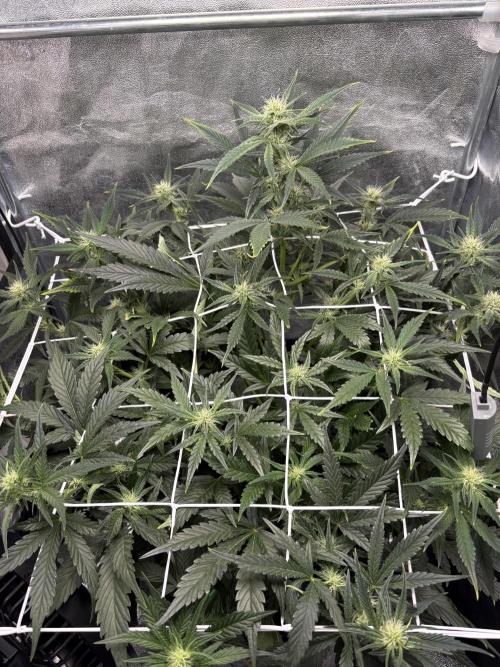 Bubble kush auto @ rql. Week 6