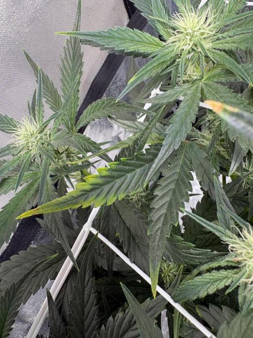 Bubble kush auto @ rql. Week 6