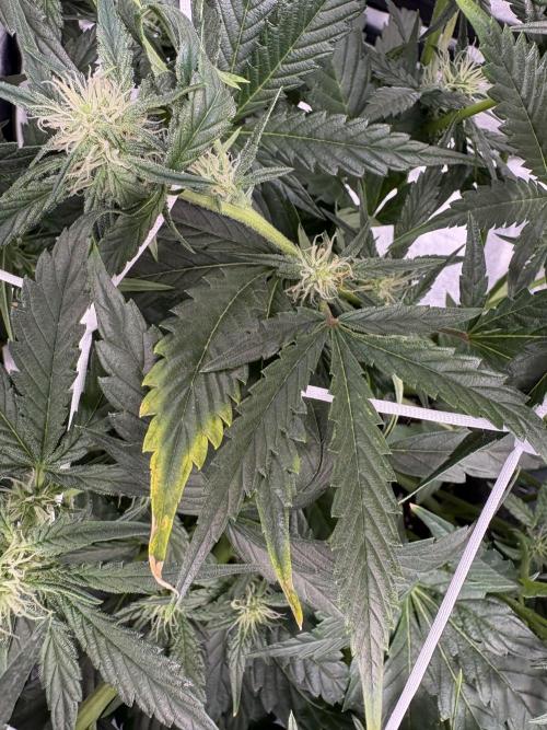 Bubble kush auto @ rql. Week 6