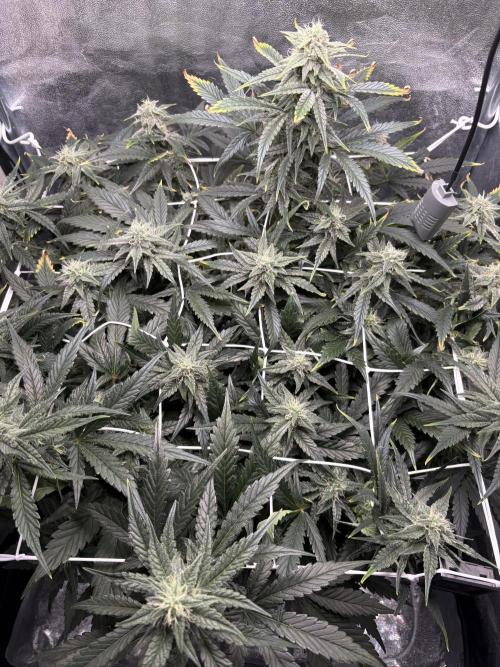 Bubble kush auto @ rql. Week 7