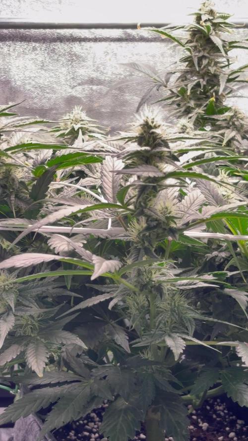 Bubble kush auto @ rql