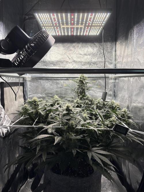 Bubble kush auto @ rql. Week 7