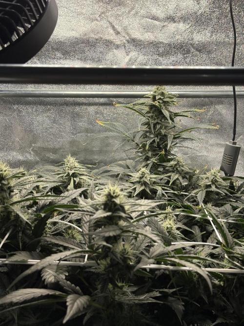 Bubble kush auto @ rql. Week 7