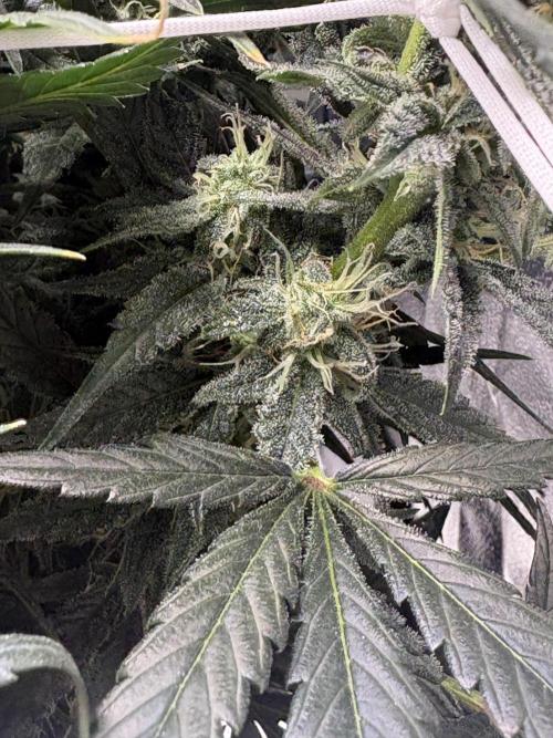 Bubble kush auto @ rql. Week 8