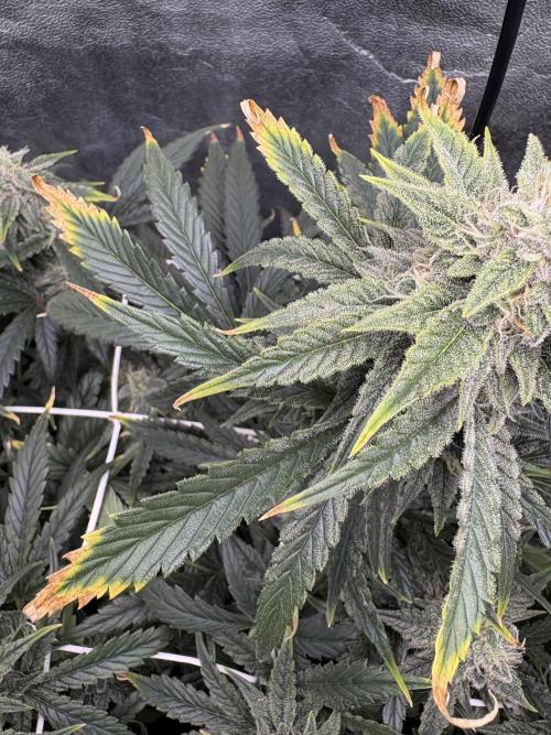 Bubble kush auto @ rql. Week 8