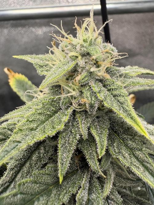 Bubble kush auto @ rql. Week 8