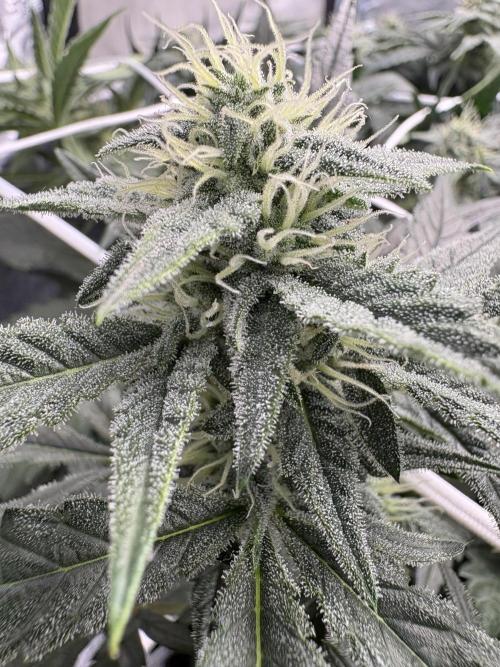 Bubble kush auto @ rql. Week 8
