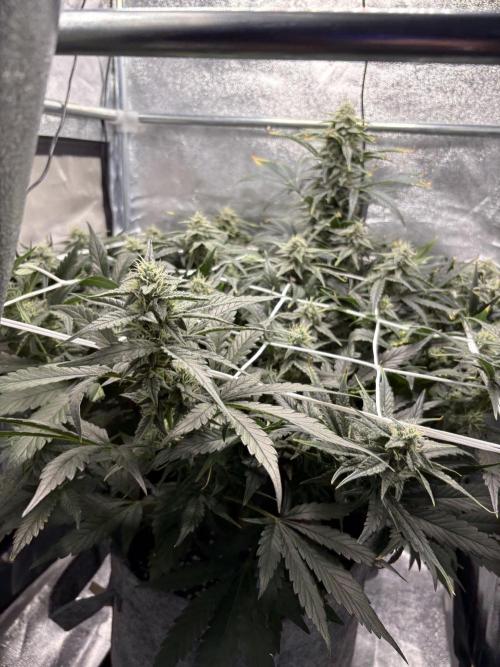Bubble kush auto @ rql. Week 8
