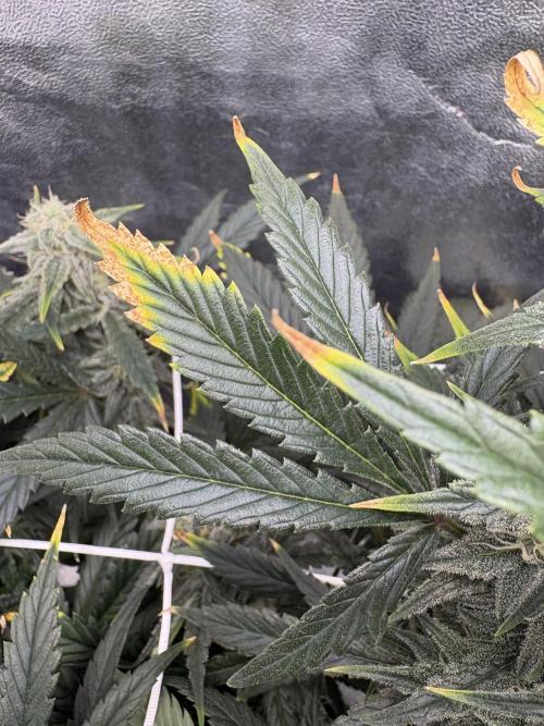 Bubble kush auto @ rql. Week 8