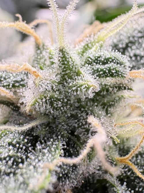 Bubble kush auto @ rql. Week 8