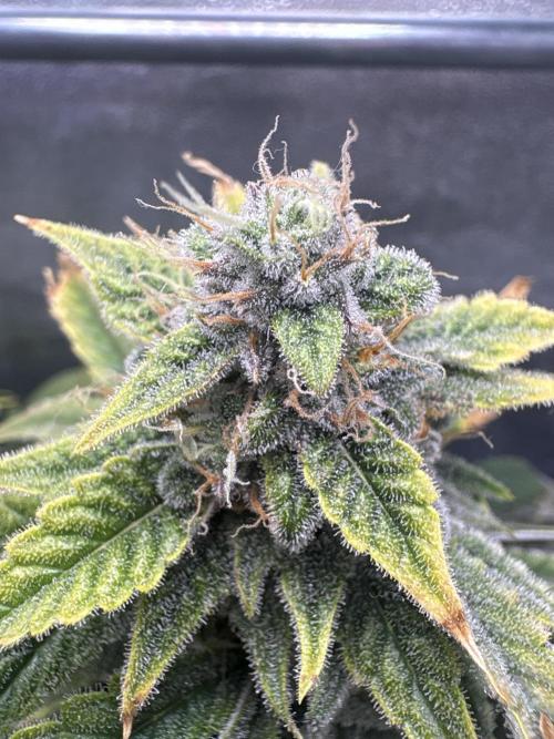 Bubble kush auto @ rql. Week 9