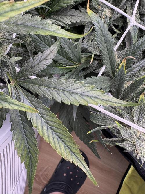Bubble kush auto @ rql. Week 9