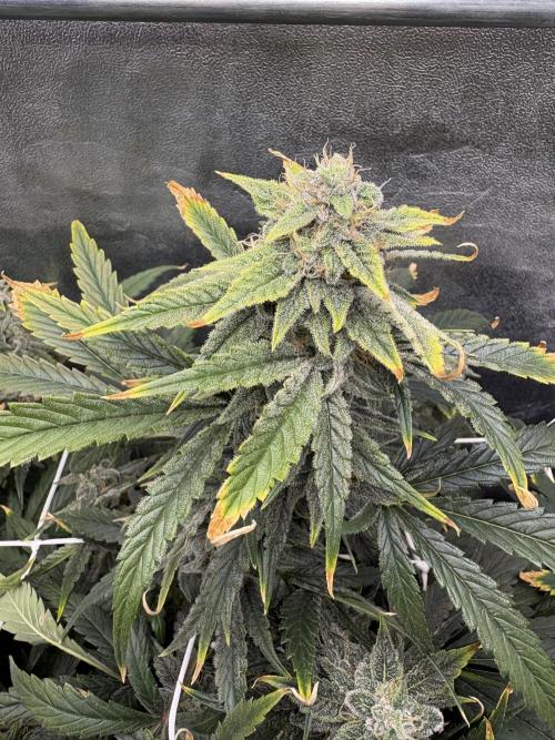 Bubble kush auto @ rql. Week 9