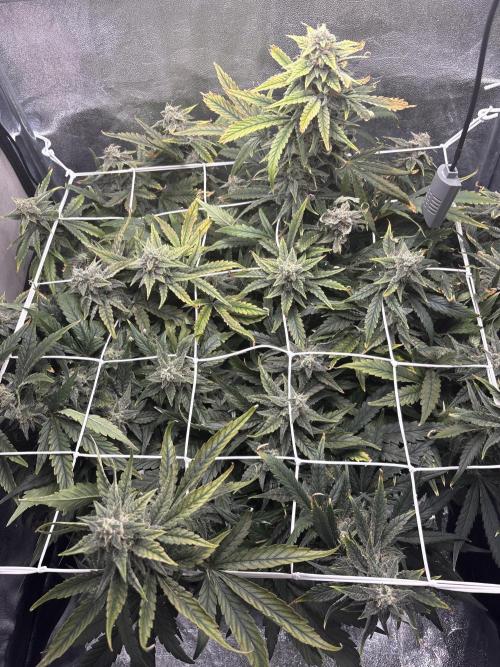 Bubble kush auto @ rql. Week 9