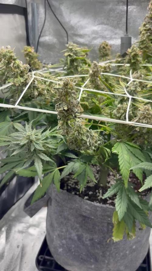 Bubble kush auto @ rql