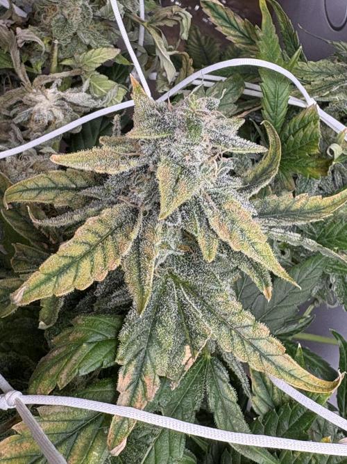 Bubble kush auto @ rql. Week 10