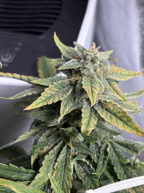 Bubble kush auto @ rql. Week 10
