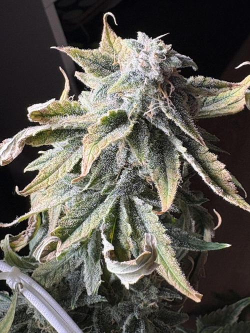 Bubble kush auto @ rql. Week 10
