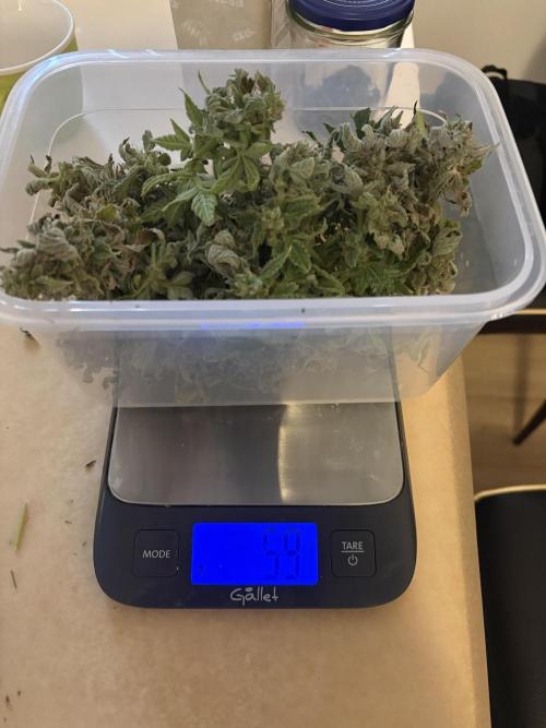 Bubble kush auto @ rql. Week 11