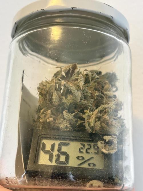 Bubble kush auto @ rql. Week 11