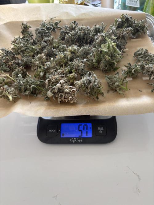 Bubble kush auto @ rql. Week 11