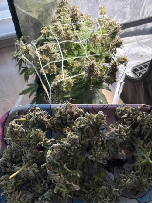 Bubble kush auto @ rql. Week 11