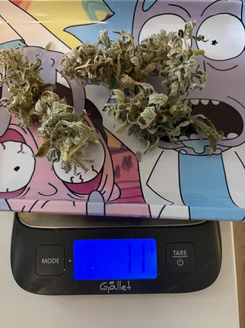 Bubble kush auto @ rql. Week 11
