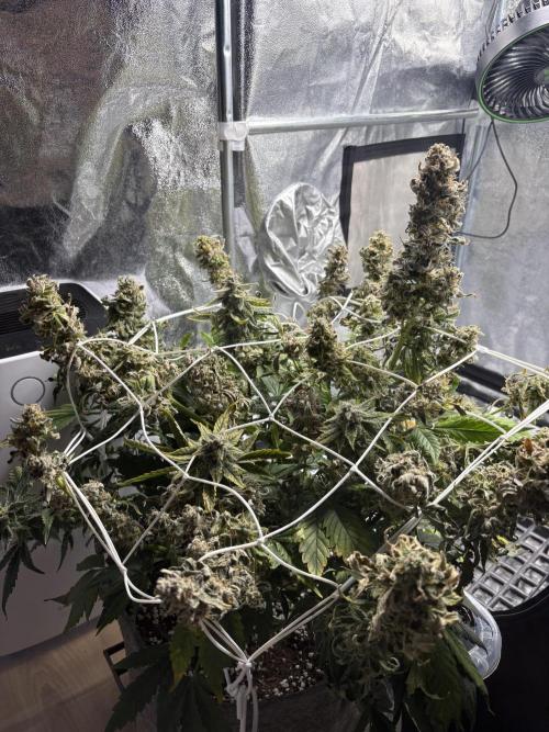 Bubble kush auto @ rql. Week 11