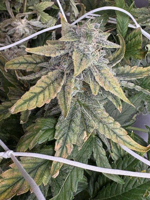 Bubble kush auto @ rql. Week 11