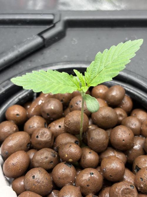 Gelato 42. Week 1