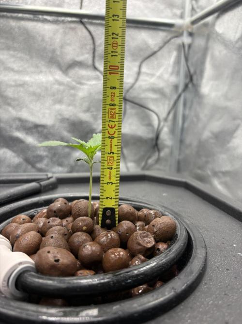 Gelato 42. Week 1