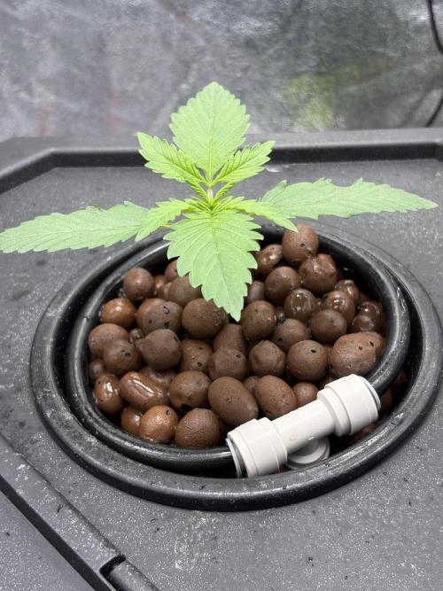 Gelato 42. Week 2