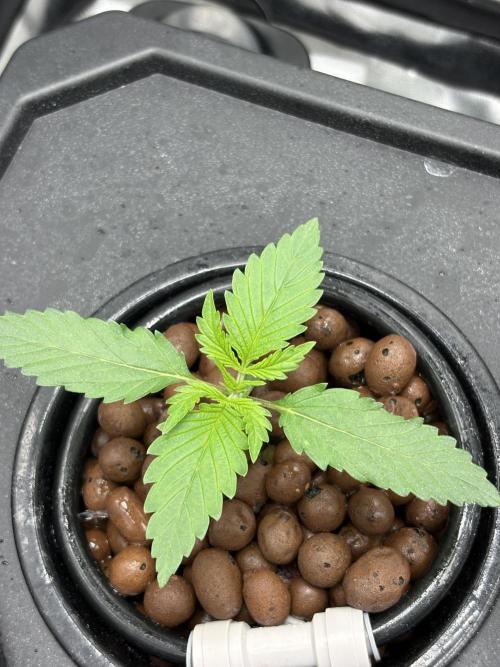 Gelato 42. Week 2