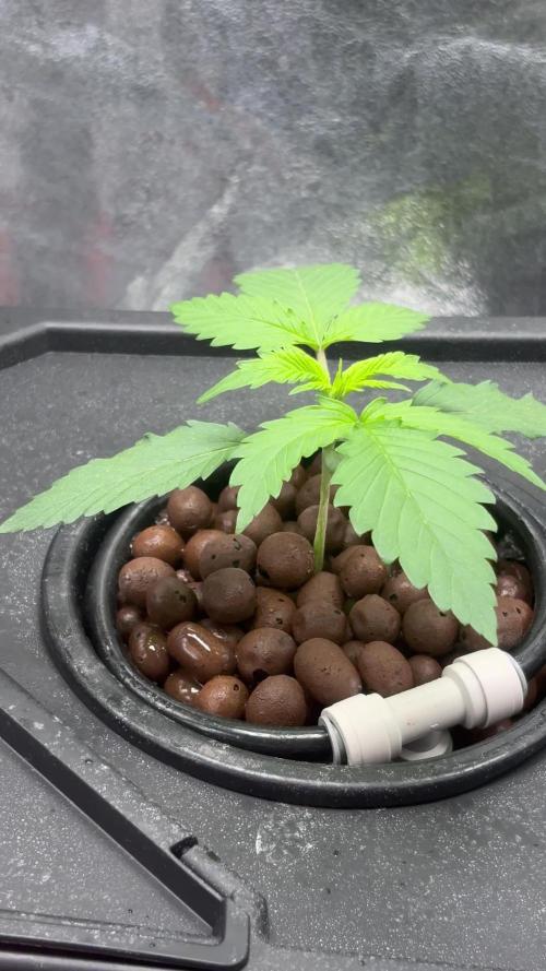 Gelato 42