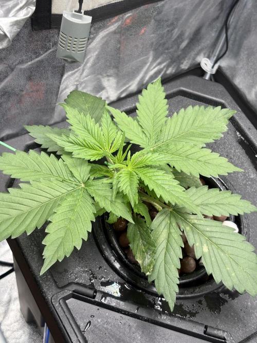 Gelato 42. Week 3