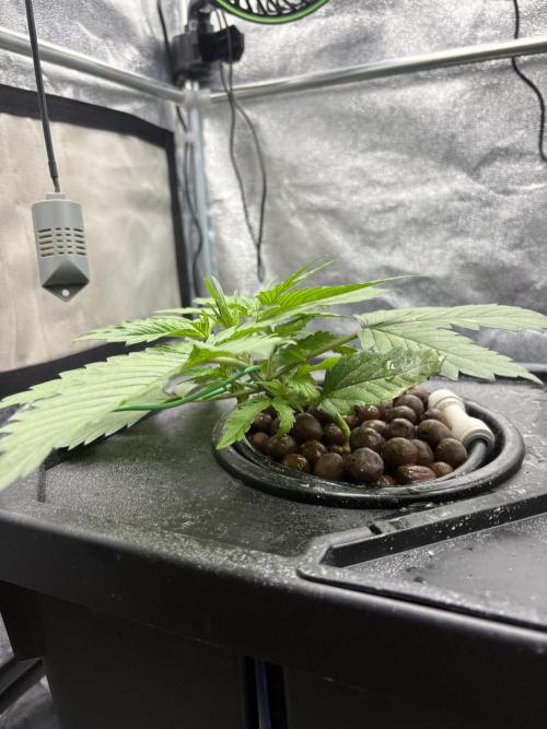 Gelato 42. Week 3