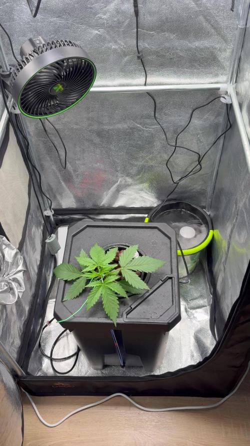 Gelato 42