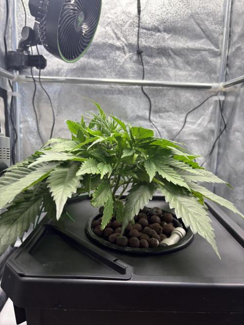 Gelato 42. Week 4