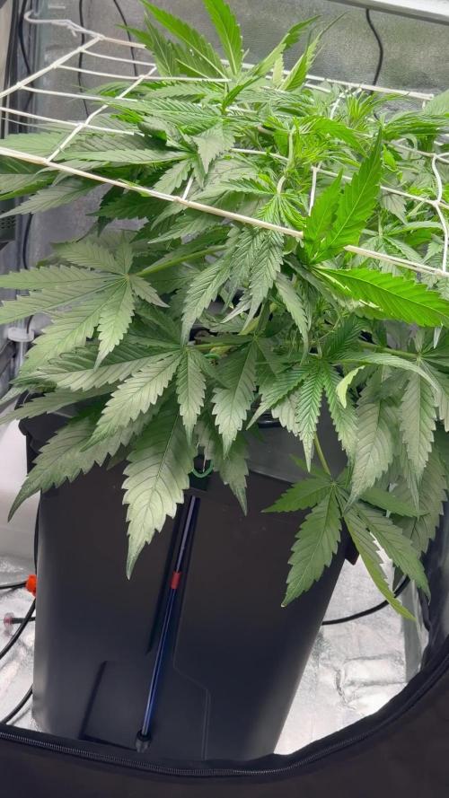 Gelato 42