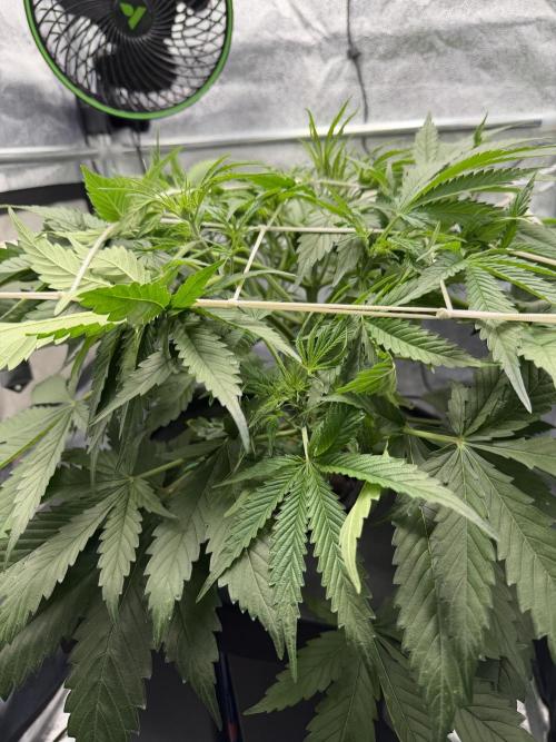 Gelato 42. Week 5